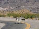 Oatman, Az